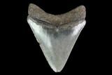 Serrated, Juvenile Megalodon Tooth - Georgia #142340-1
